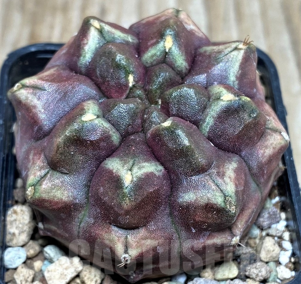 SHPR16621 Gymnocalycium mihanovichii ‘Day Dream’ - immagine 2