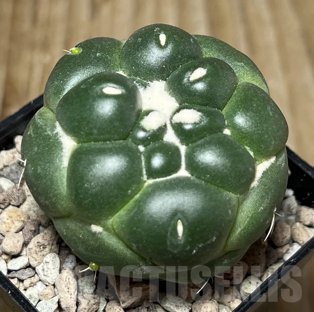 SHPR16781 Coryphantha f. inermis