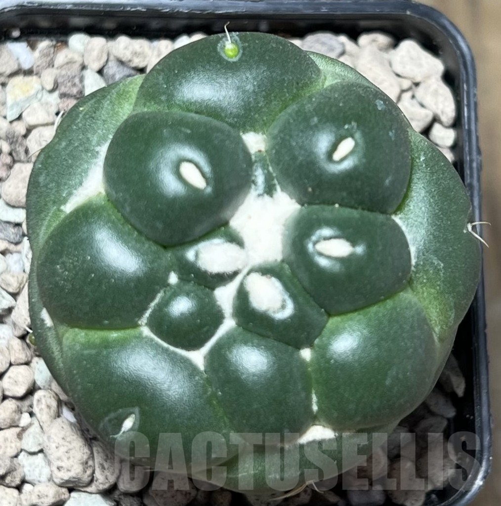 SHPR16781 Coryphantha f. inermis - Image 2