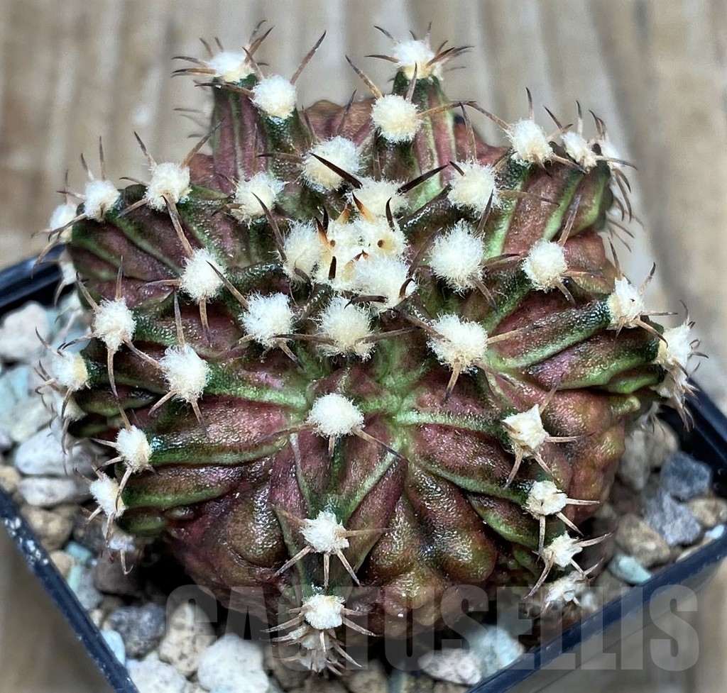 SHPR16622 Gymnocalycium mihanovichii T-rex