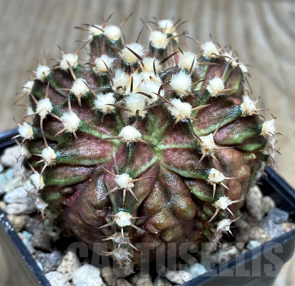 SHPR16622 Gymnocalycium mihanovichii T-rex - immagine 3