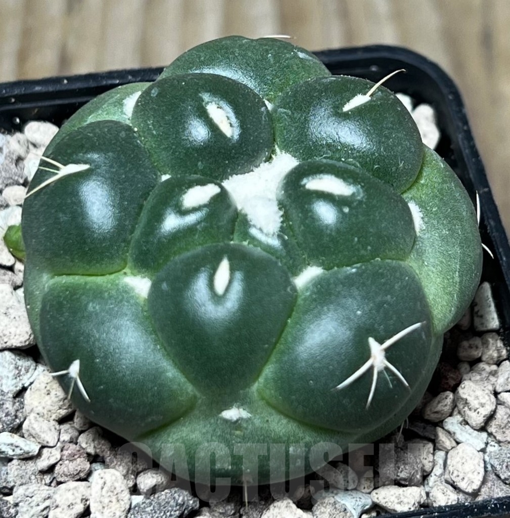 SHPR16782 Coryphantha f. inermis