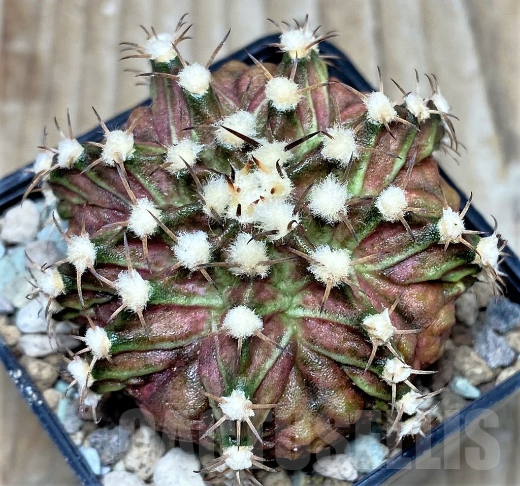 SHPR16622 Gymnocalycium mihanovichii T-rex - immagine 2