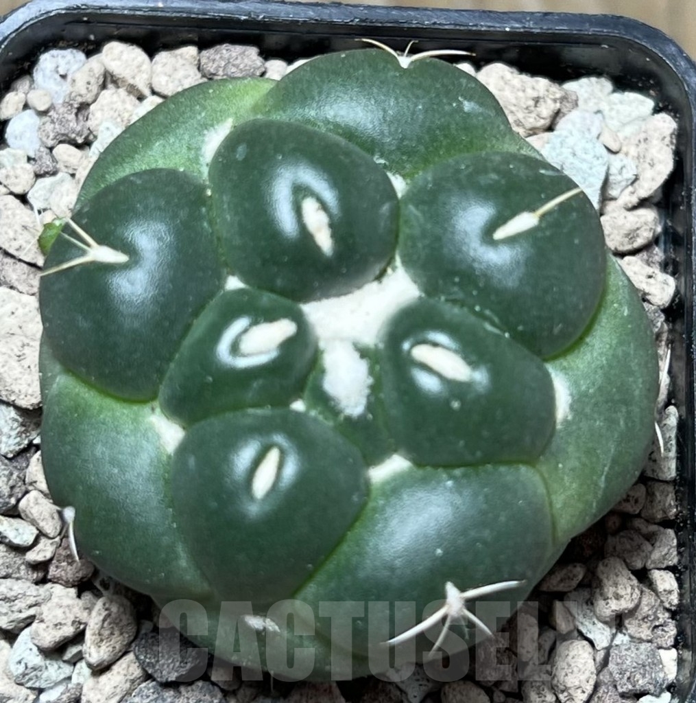 SHPR16782 Coryphantha f. inermis - Obrázek 2