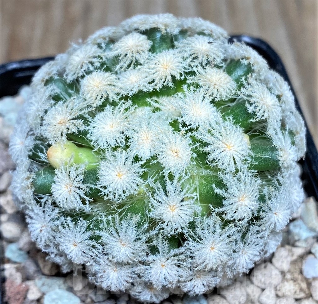SHPR16623 Mammillaria plumosa 'Snow'