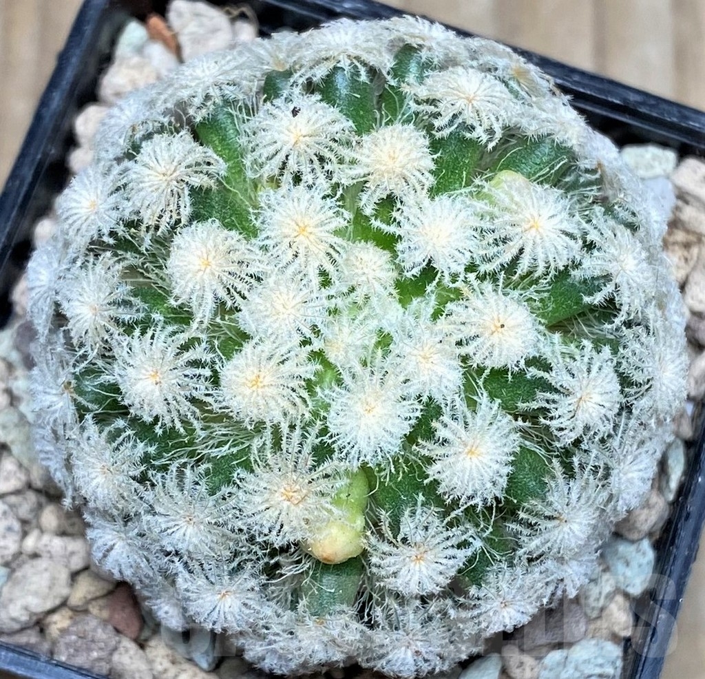 SHPR16623 Mammillaria plumosa 'Snow' - Image 2