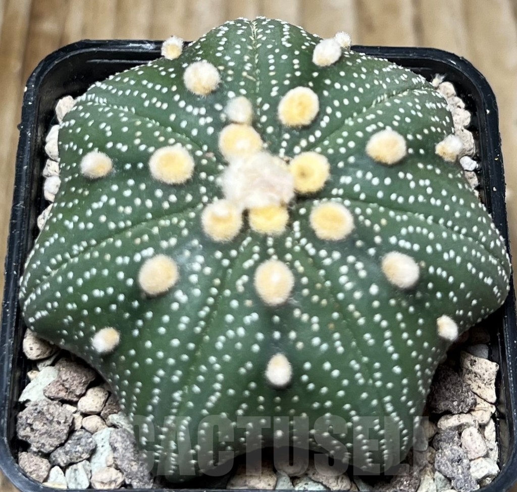SHPR16784 Astrophytum asterias 'Miracle' - Image 2