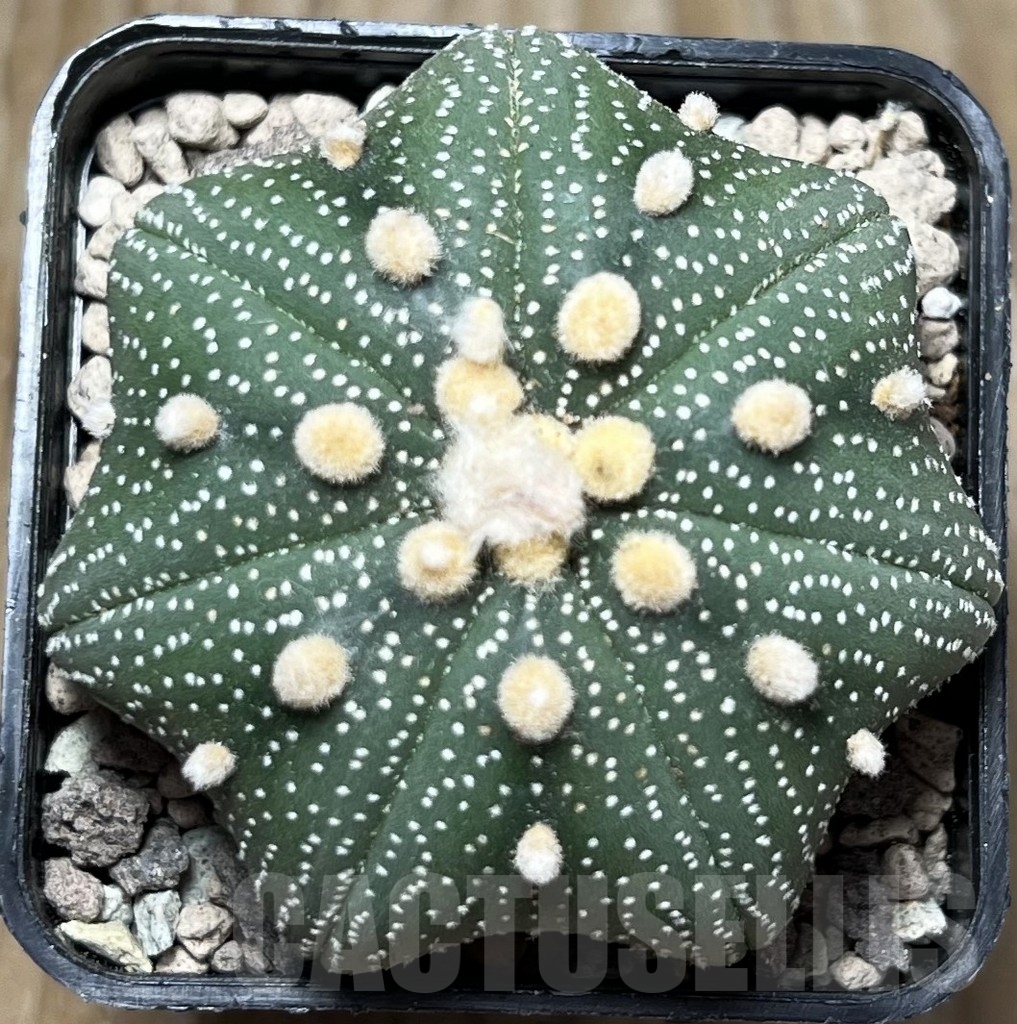 SHPR16784 Astrophytum asterias 'Miracle'