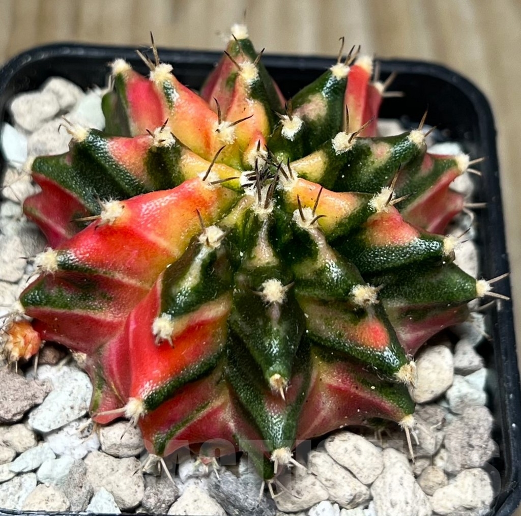 SHPR16787 Gymnocalycium mihanovichii K10 - Image 2