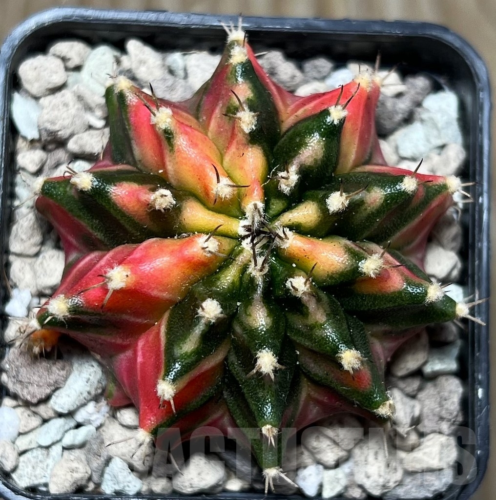 SHPR16787 Gymnocalycium mihanovichii K10