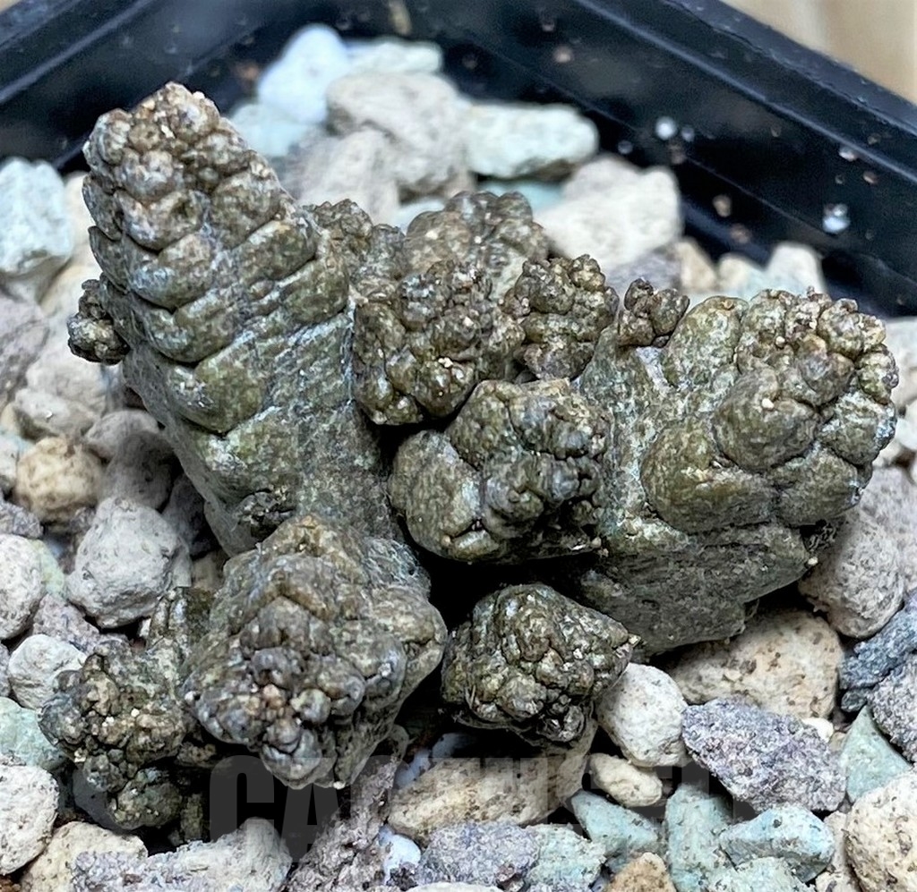 SHPR16627 Pseudolithos mccoyi