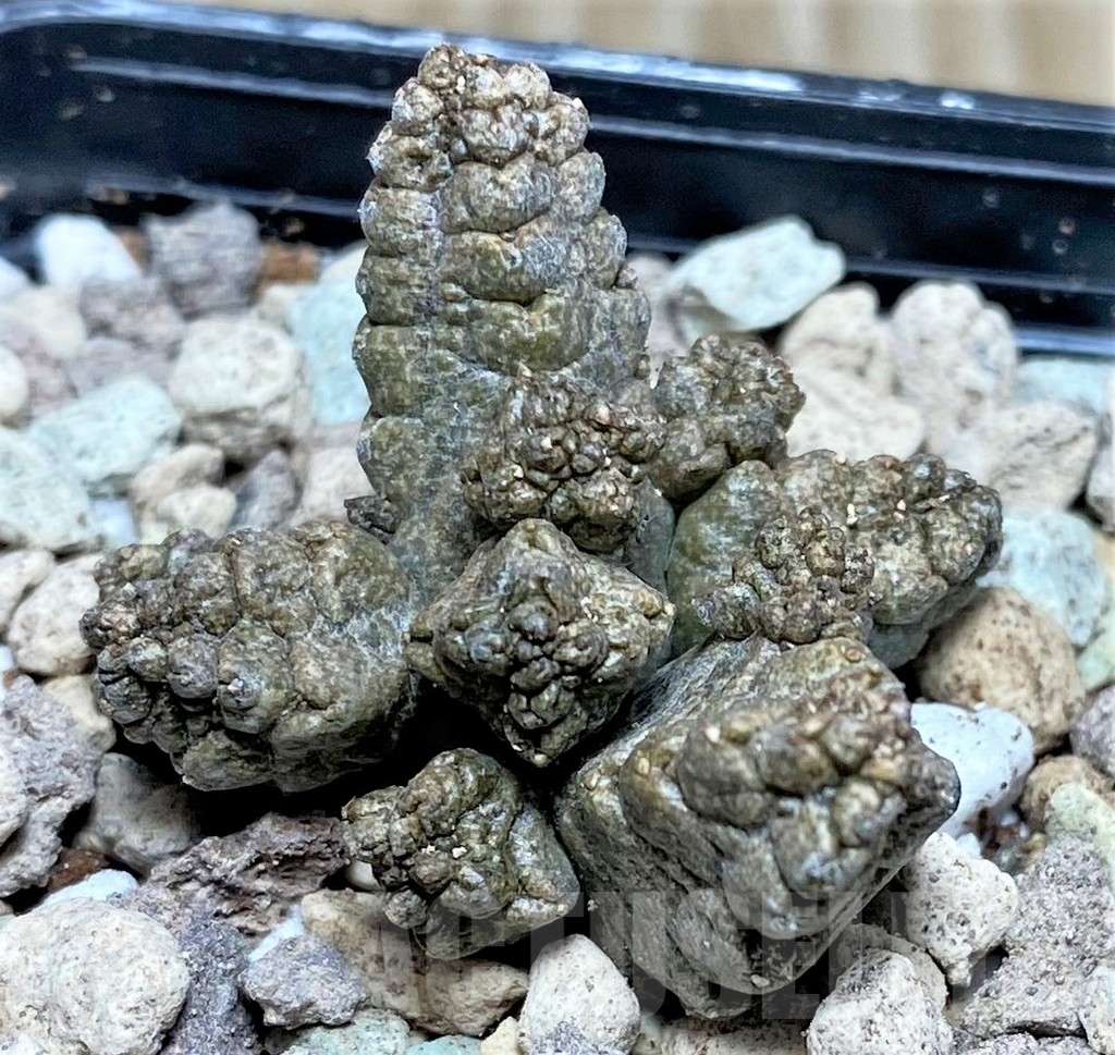 SHPR16627 Pseudolithos mccoyi - Image 2