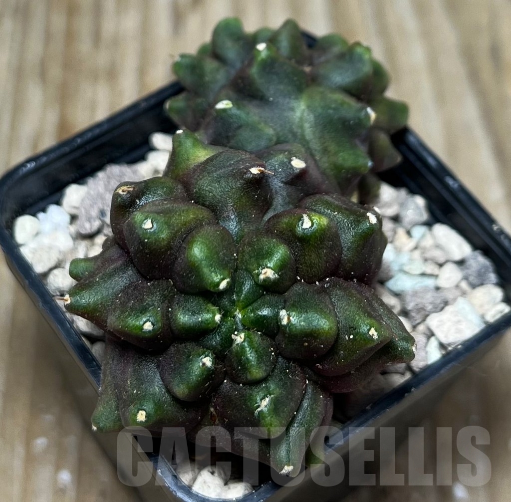 SHPR16792 Gymnocalycium mihanovichii ‘Transformer’