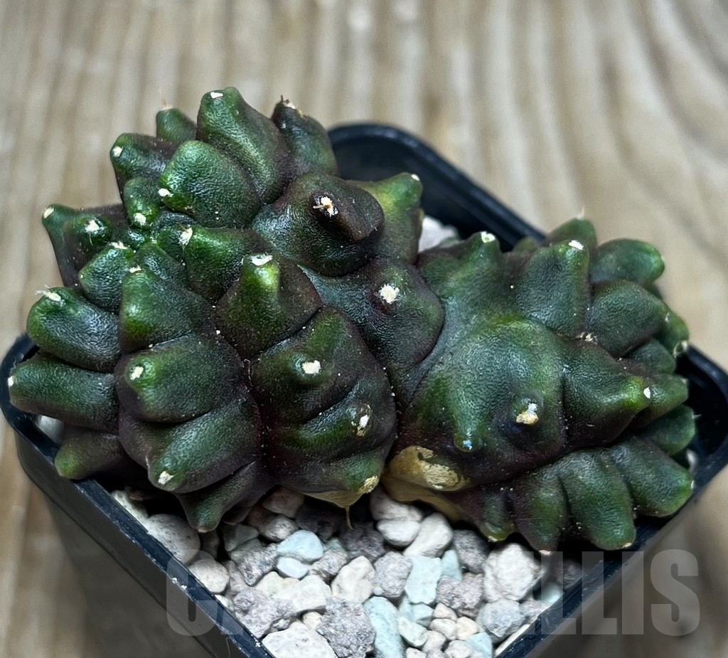 SHPR16792 Gymnocalycium mihanovichii ‘Transformer’ - Image 2