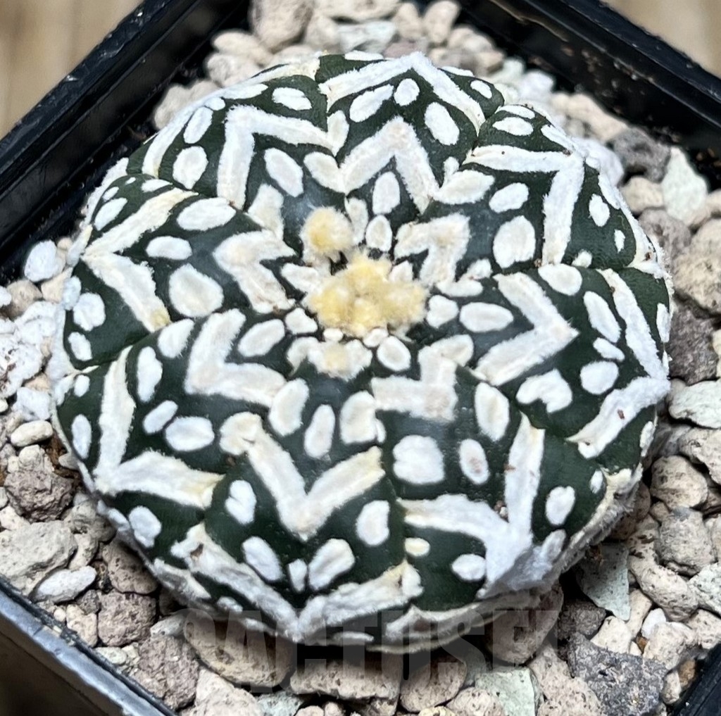 SHPR16793 Astrophytum asterias 'SK' V-type' - Зображення 2