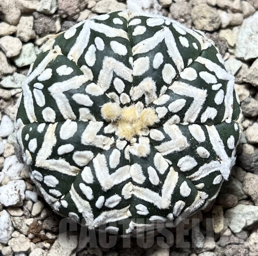 SHPR16793 Astrophytum asterias 'SK' V-type'