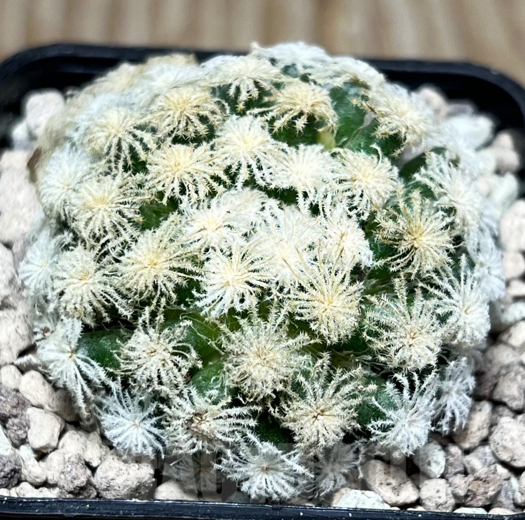 SHPR16795 Mammillaria plumosa ‘Snow’