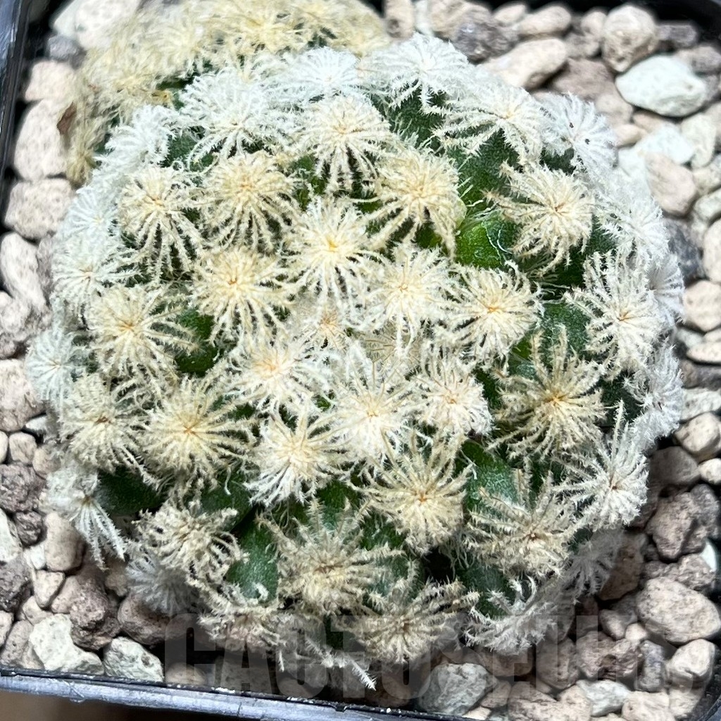 SHPR16795 Mammillaria plumosa ‘Snow’ - Imagen 2