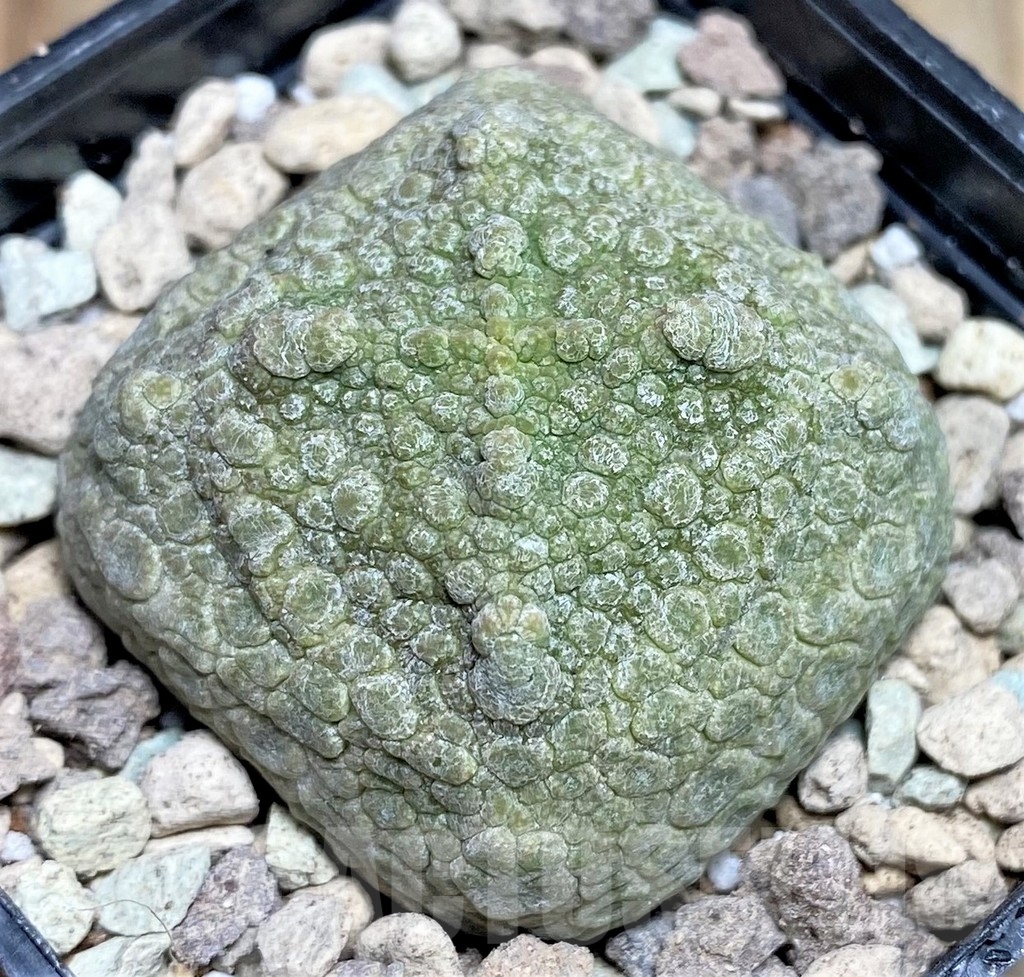 SHPR16632 Pseudolithos cubiformis - 画像 (2)