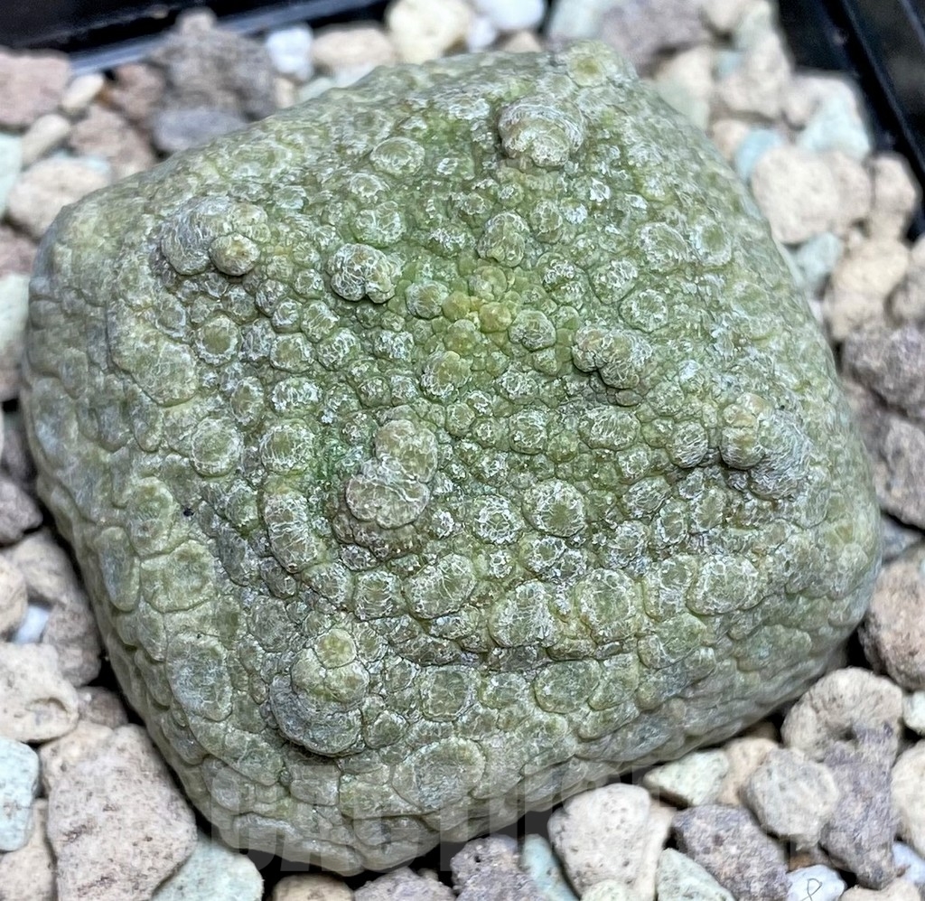 SHPR16632 Pseudolithos cubiformis