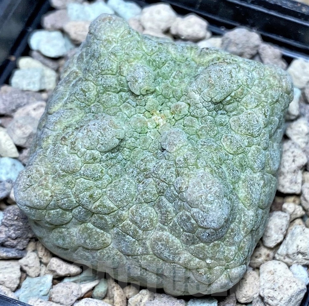SHPR16633 Pseudolithos cubiformis - 画像 (2)