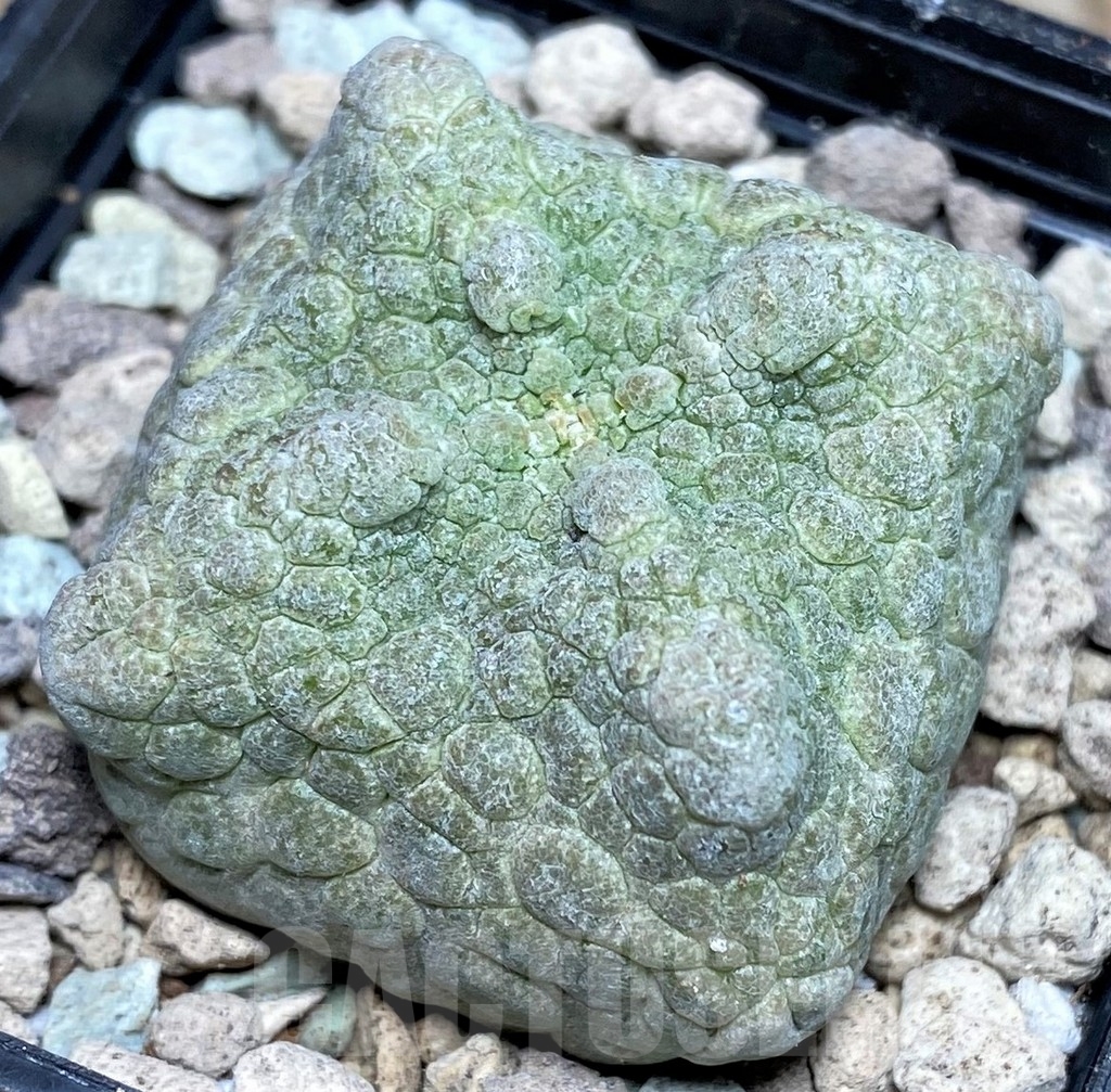 SHPR16633 Pseudolithos cubiformis
