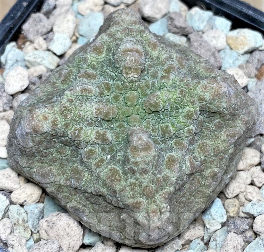 SHPR16634 Pseudolithos cubiformis - 画像 (2)