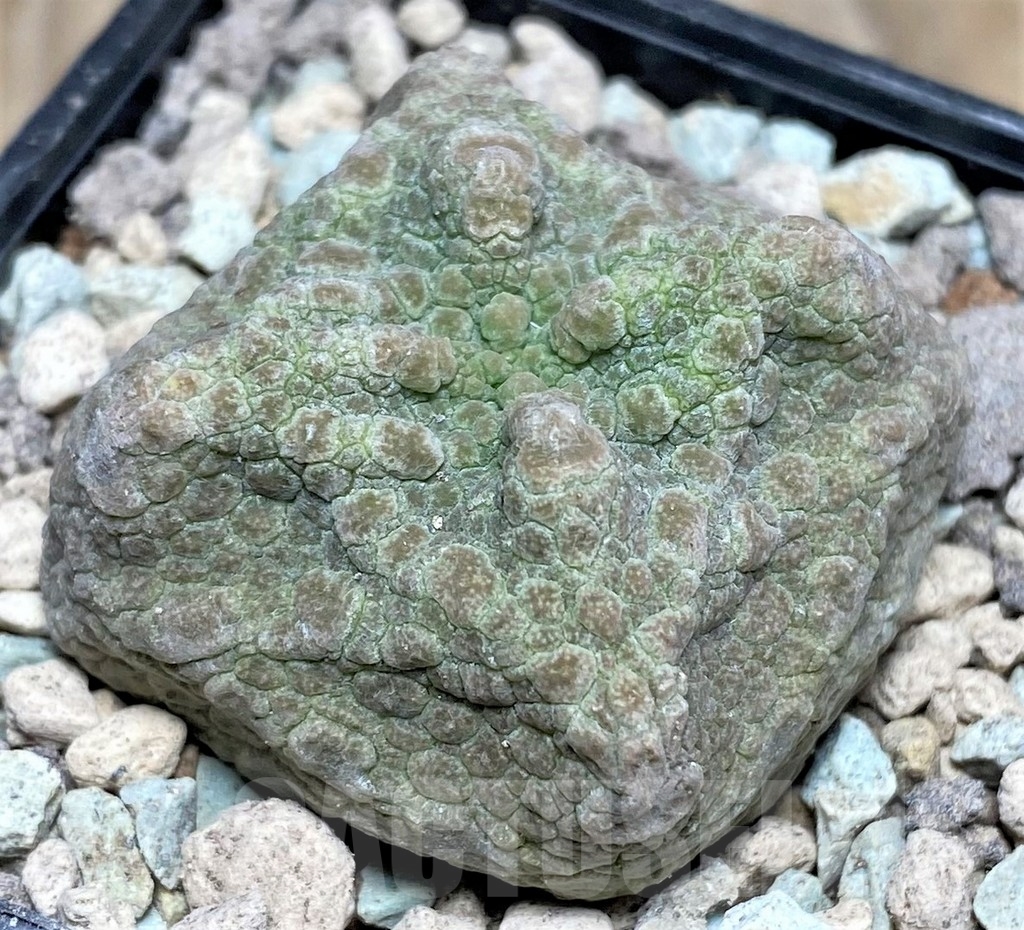 SHPR16634 Pseudolithos cubiformis