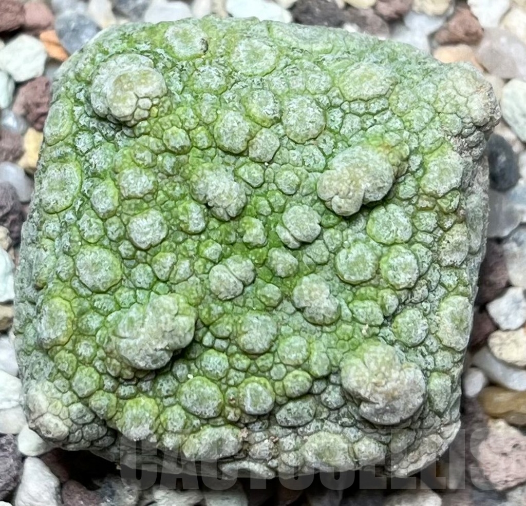 SHPR16843 Pseudolithos cubiformis