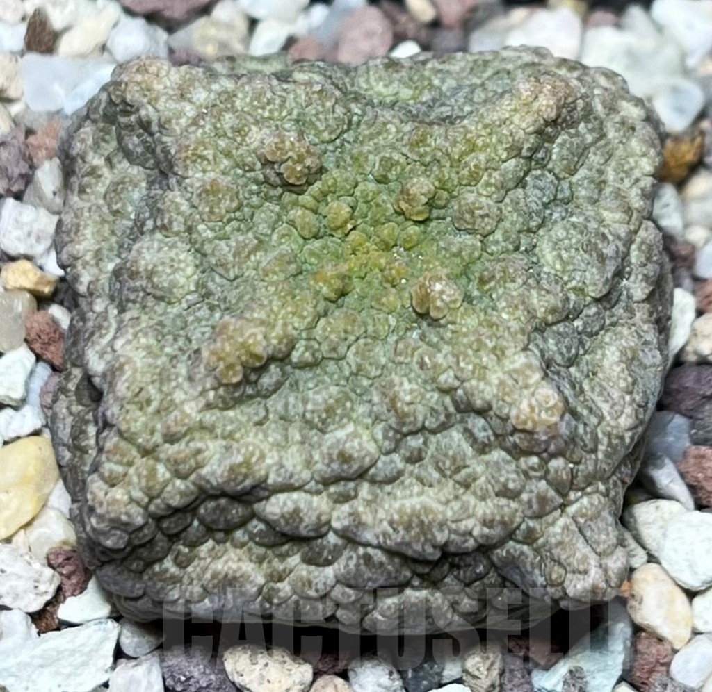 SHPR16844 Pseudolithos cubiformis - Image 2