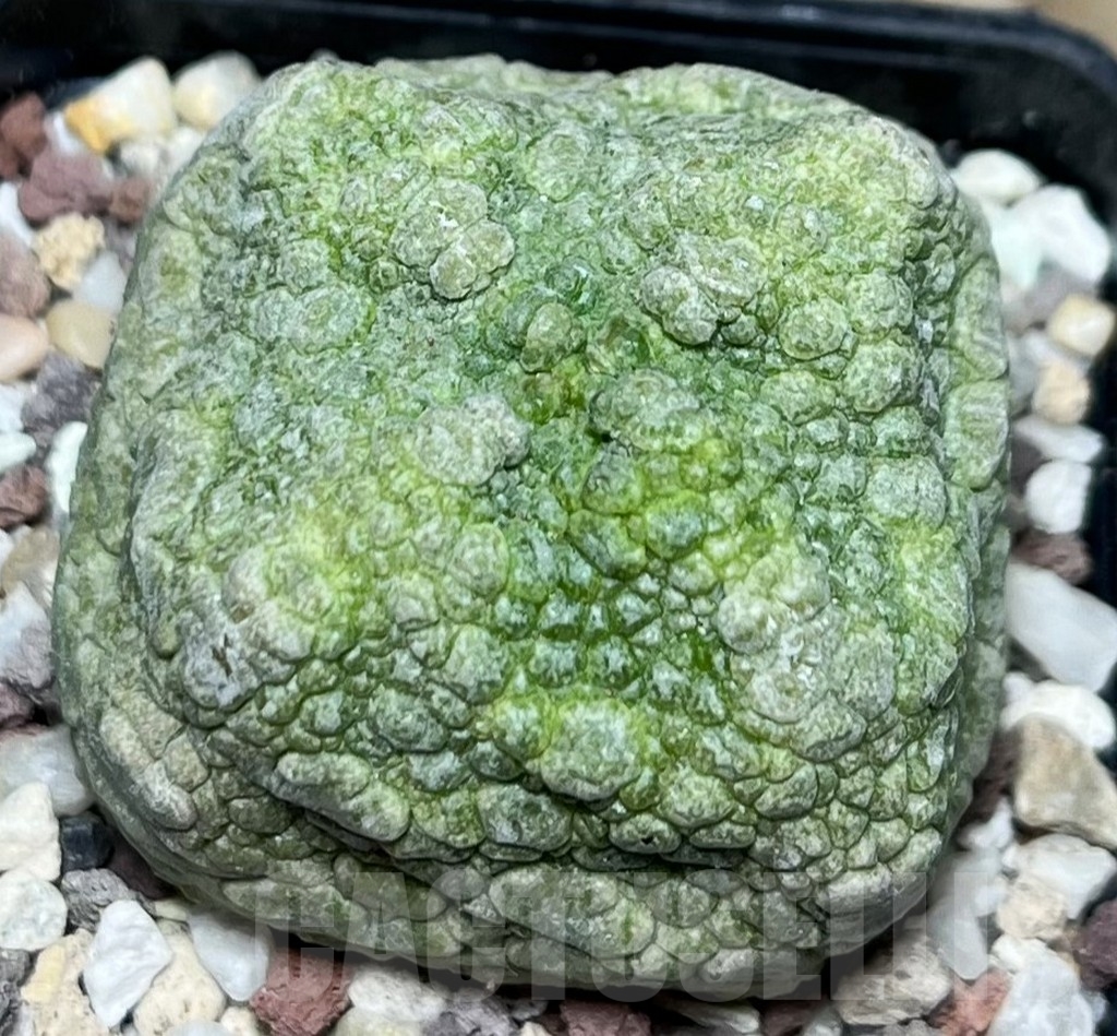 SHPR16845 Pseudolithos cubiformis - Obrázek 2