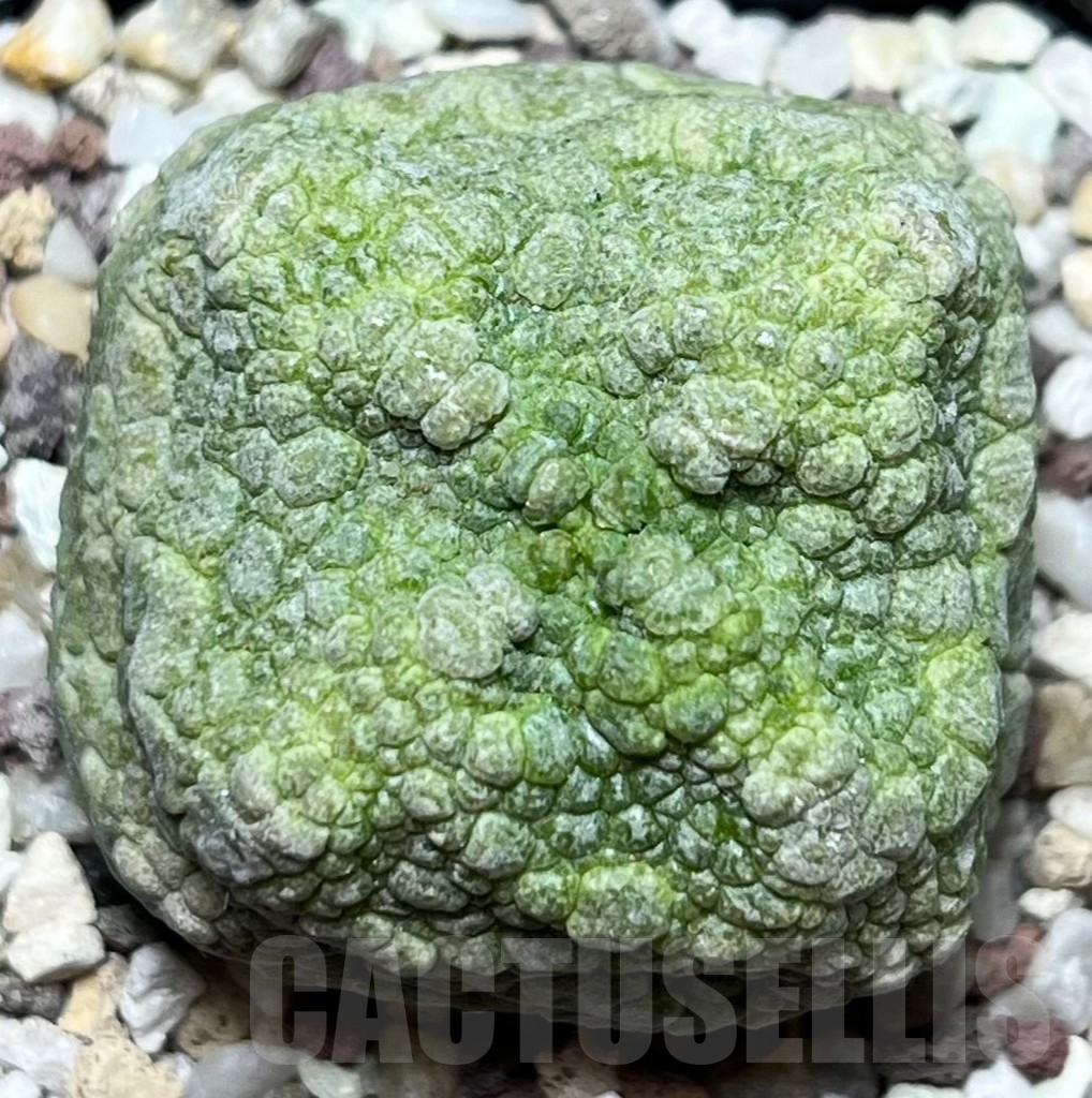 SHPR16845 Pseudolithos cubiformis