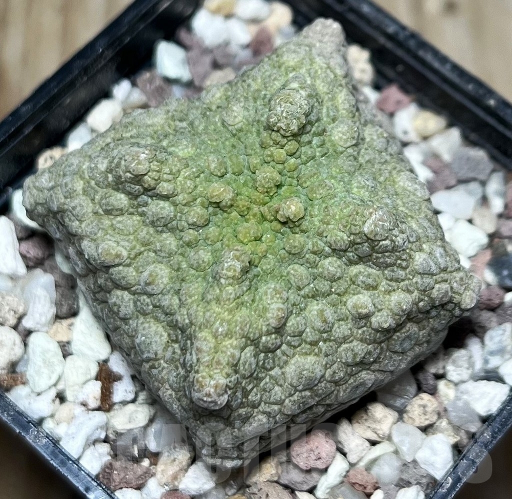SHPR16847 Pseudolithos cubiformis - Obrázek 2