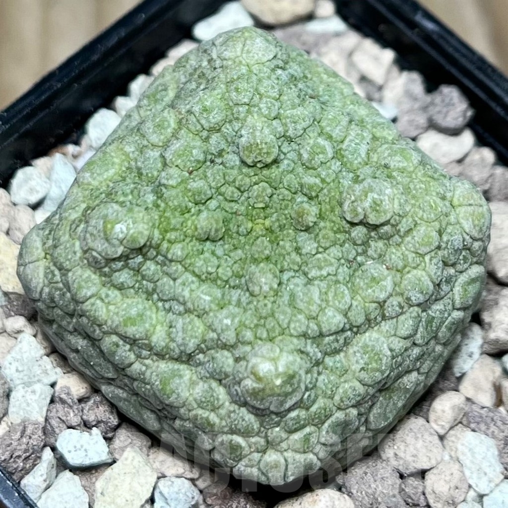 SHPR16848 Pseudolithos cubiformis - Image 2