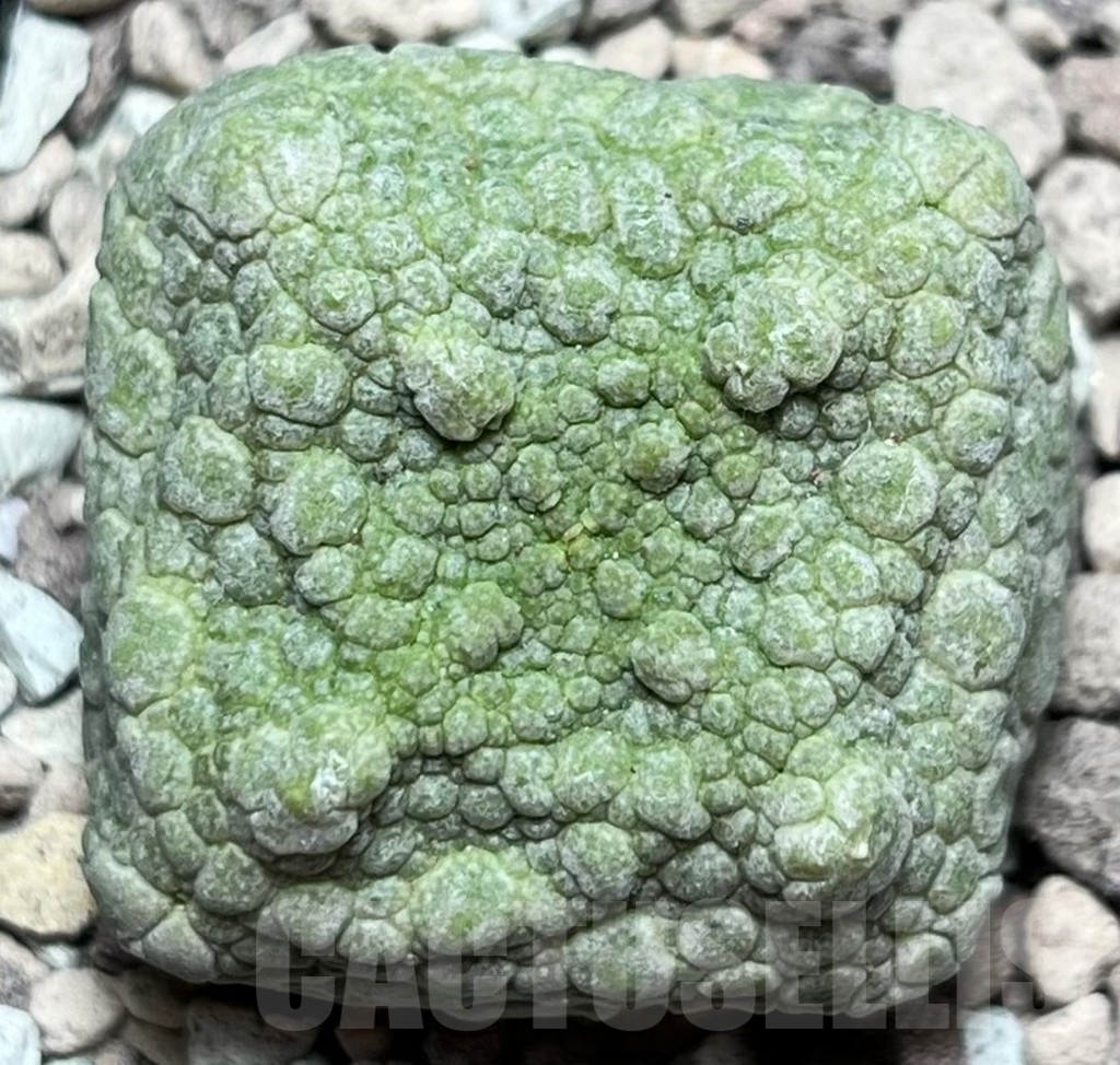 SHPR16848 Pseudolithos cubiformis