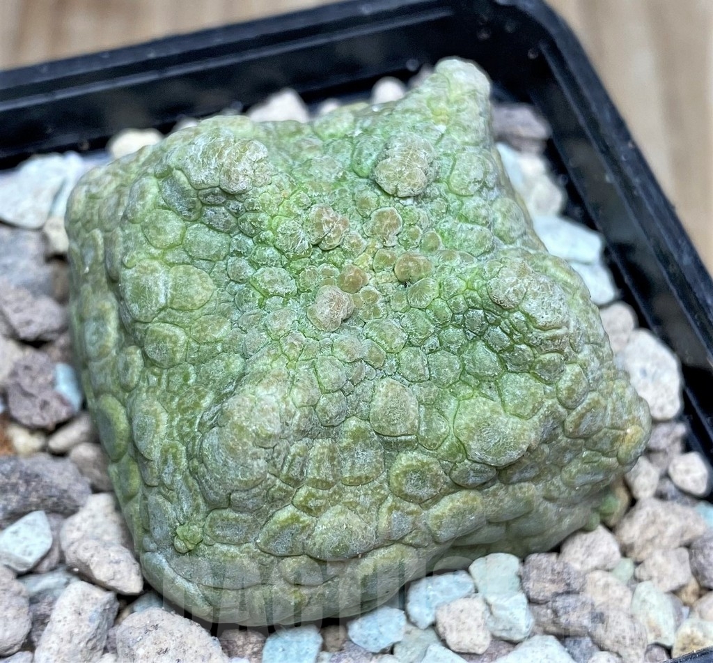 SHPR16638 Pseudolithos cubiformis