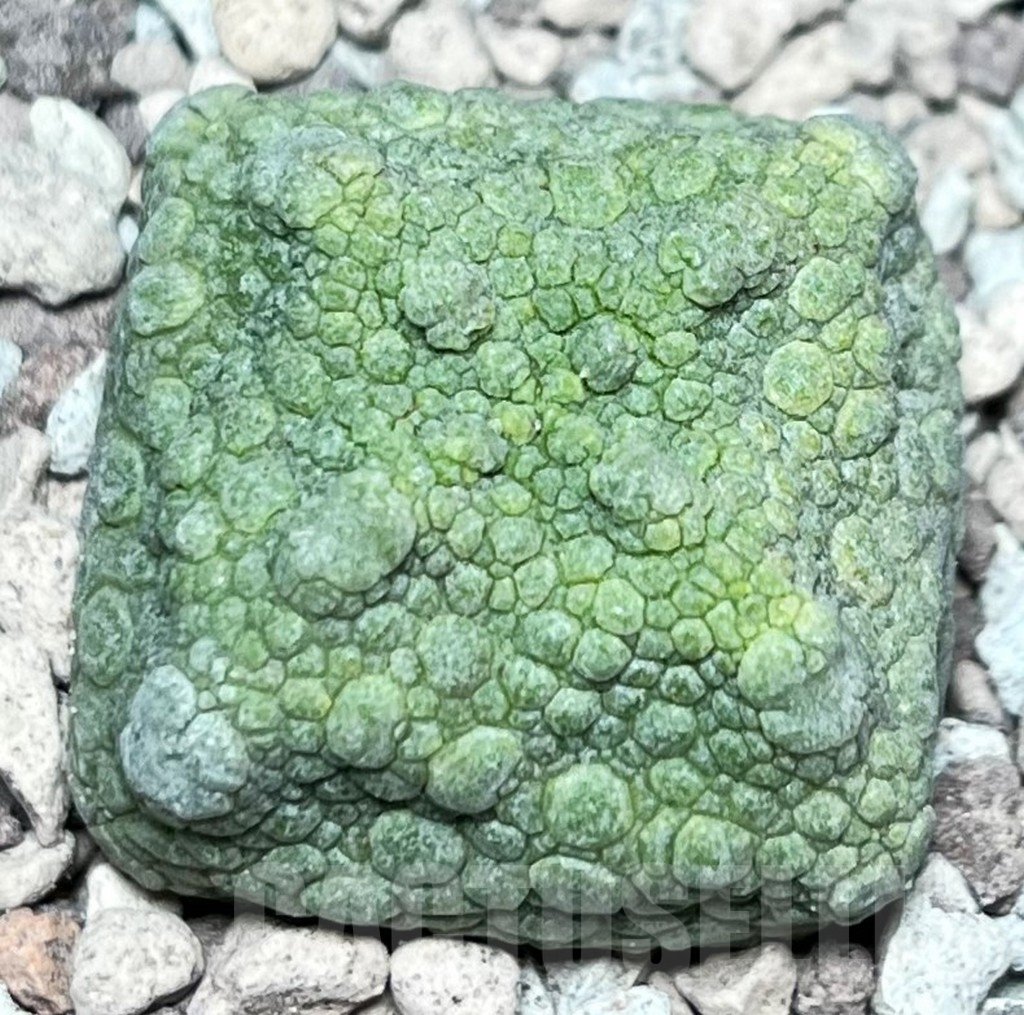 SHPR16849 Pseudolithos cubiformis - Image 2