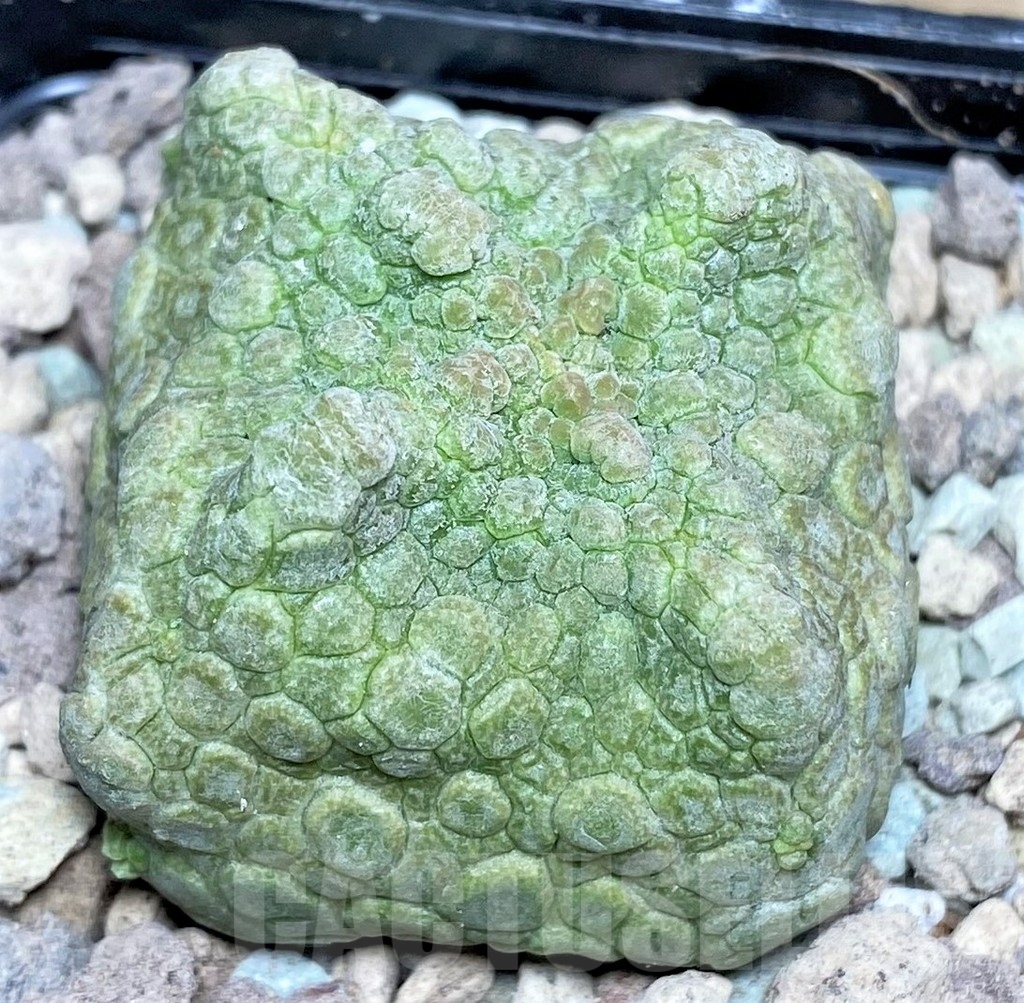 SHPR16638 Pseudolithos cubiformis - Image 2