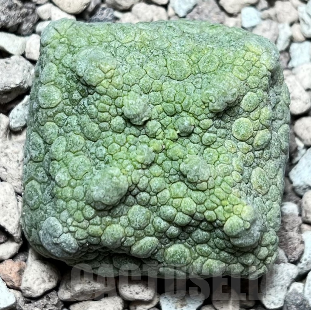 SHPR16849 Pseudolithos cubiformis