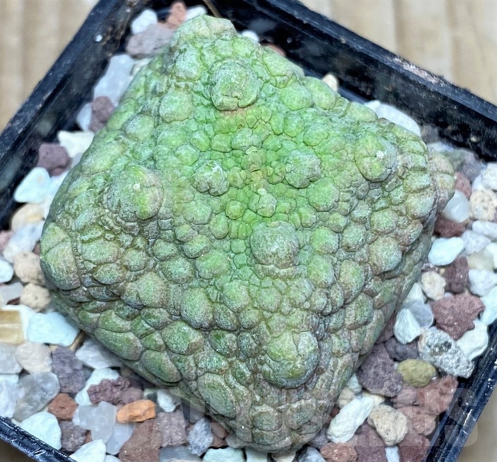 SHPR16639 Pseudolithos cubiformis - immagine 2