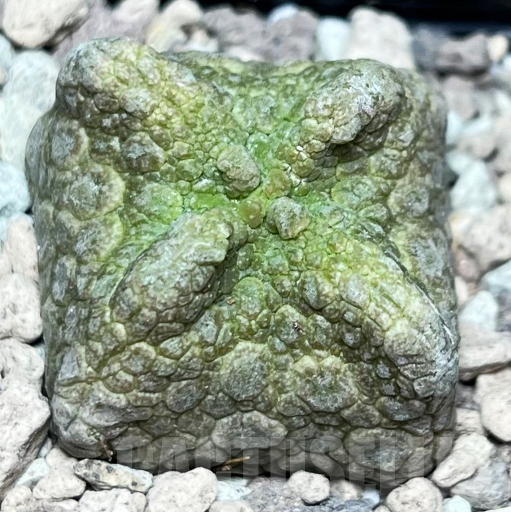 SHPR16850 Pseudolithos cubiformis - Image 2