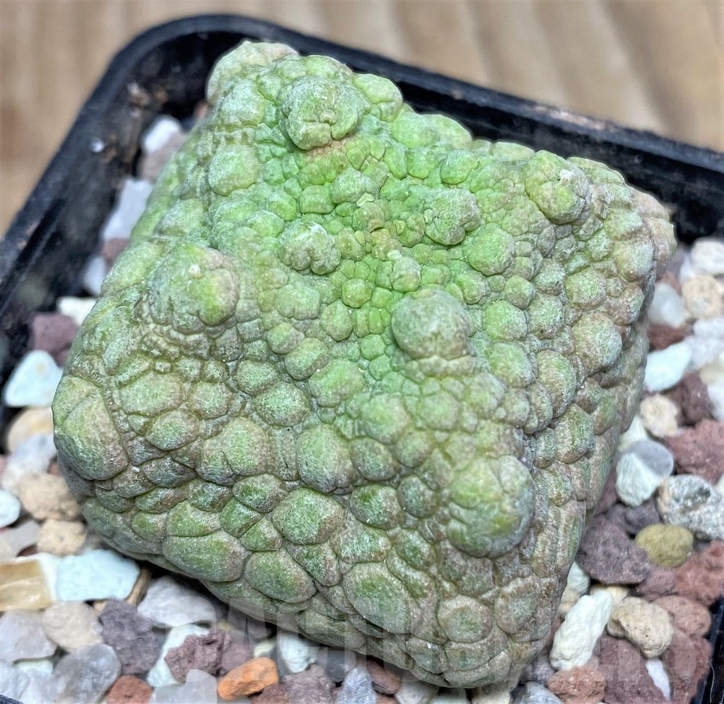SHPR16639 Pseudolithos cubiformis
