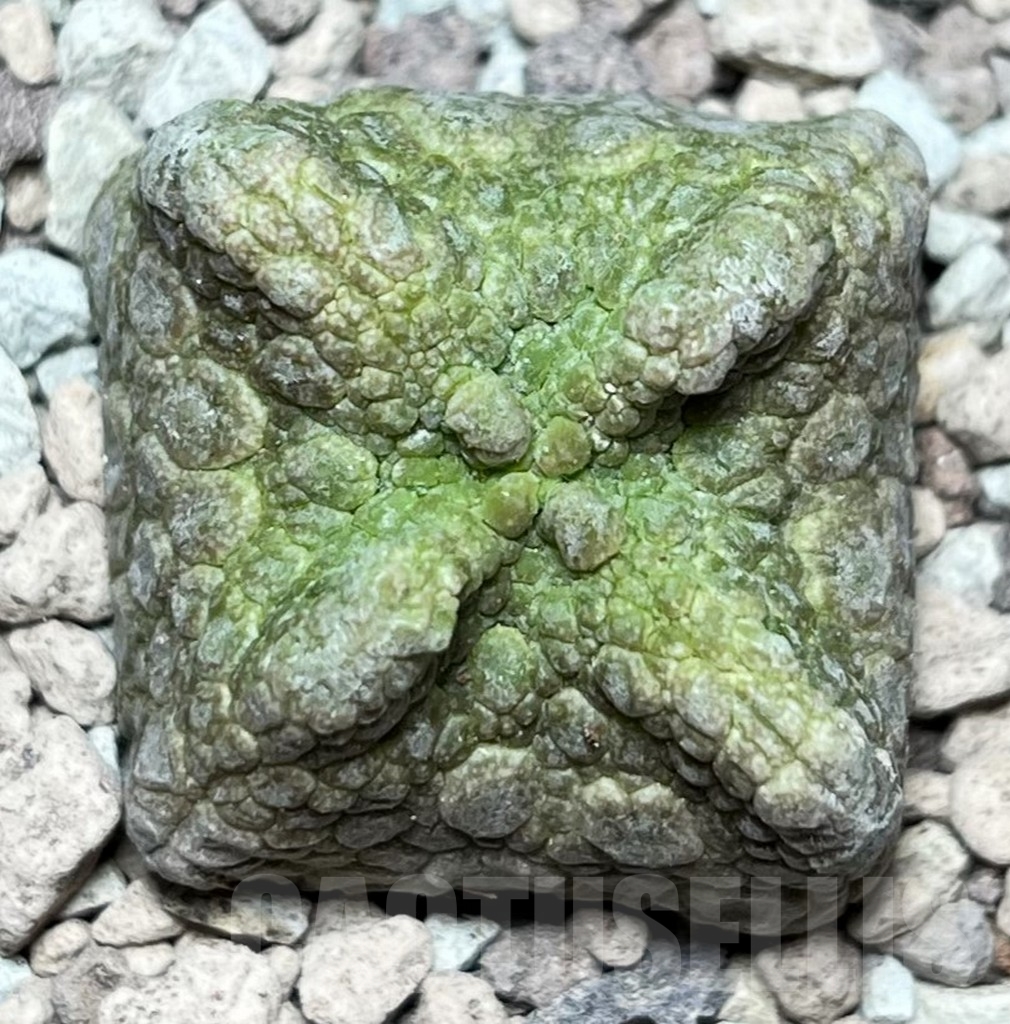 SHPR16850 Pseudolithos cubiformis