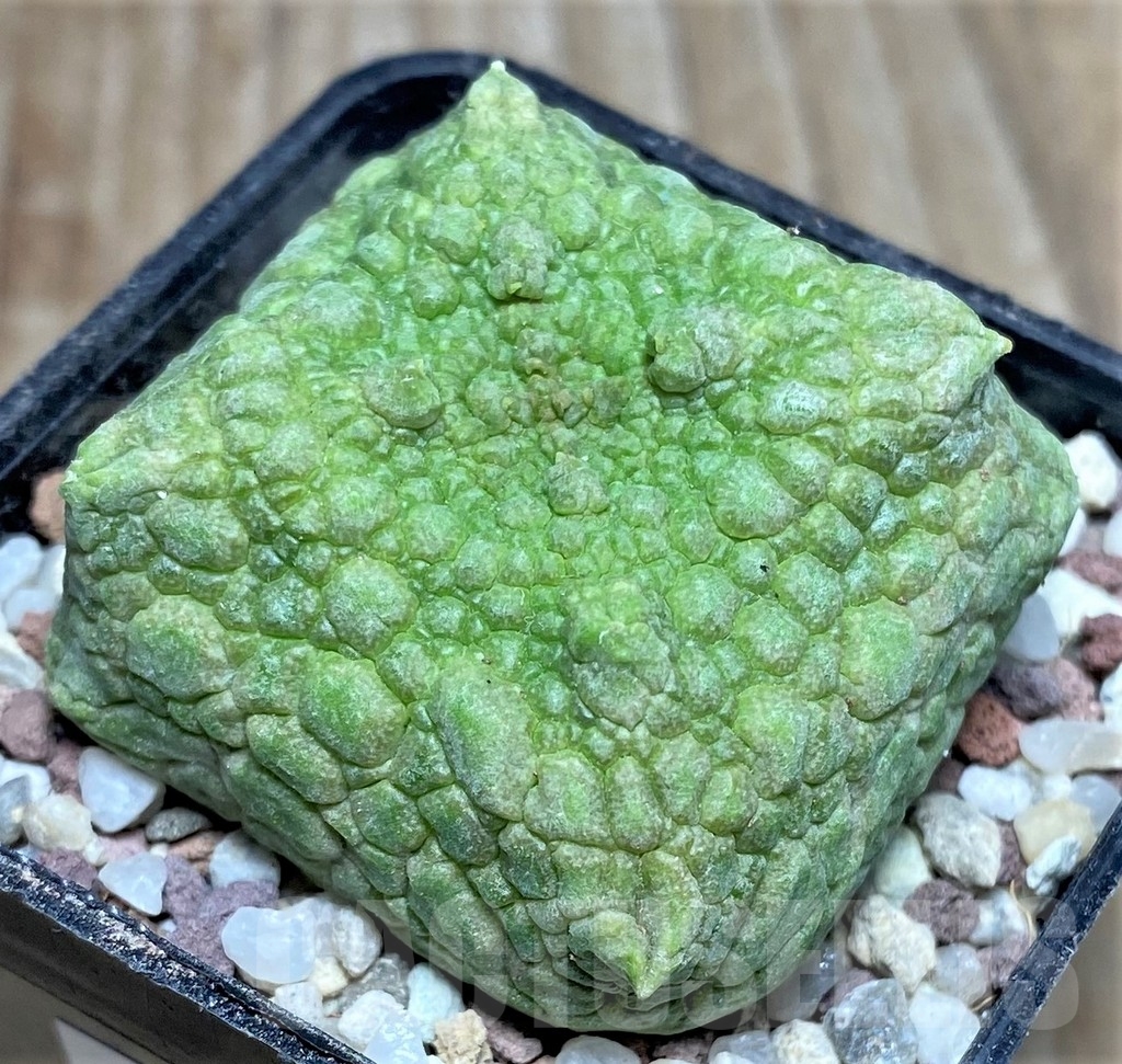 SHPR16640 Pseudolithos cubiformis - Image 2