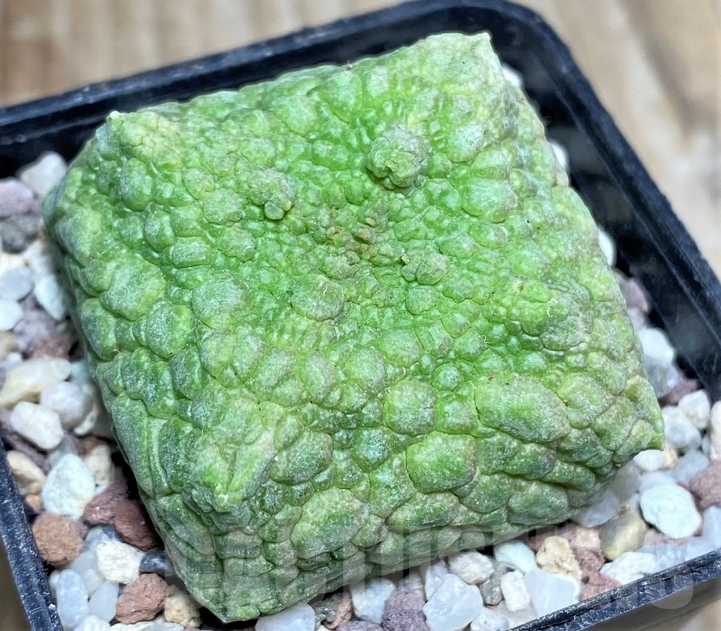 SHPR16640 Pseudolithos cubiformis