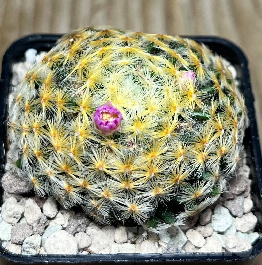 SHPR16853 Mammillaria schiedeana, Pink flower