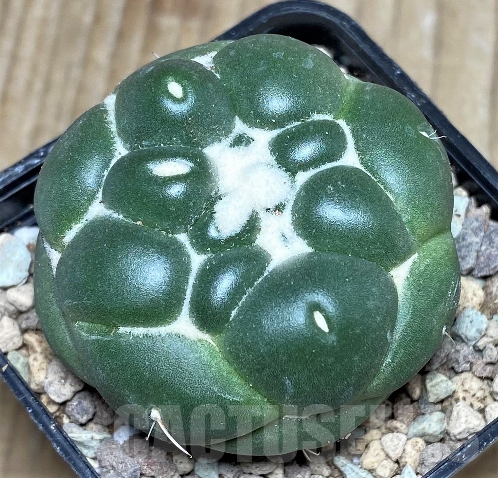 SHPR16642 Coryphantha elephantidens 'Inermis'