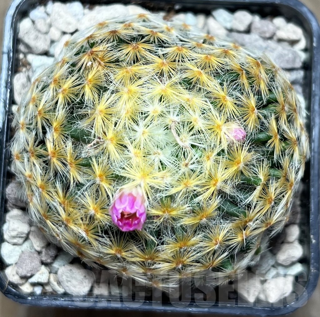 SHPR16853 Mammillaria schiedeana, Pink flower - Imagen 2