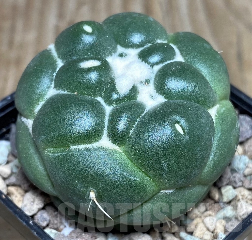 SHPR16642 Coryphantha elephantidens 'Inermis' - Image 2