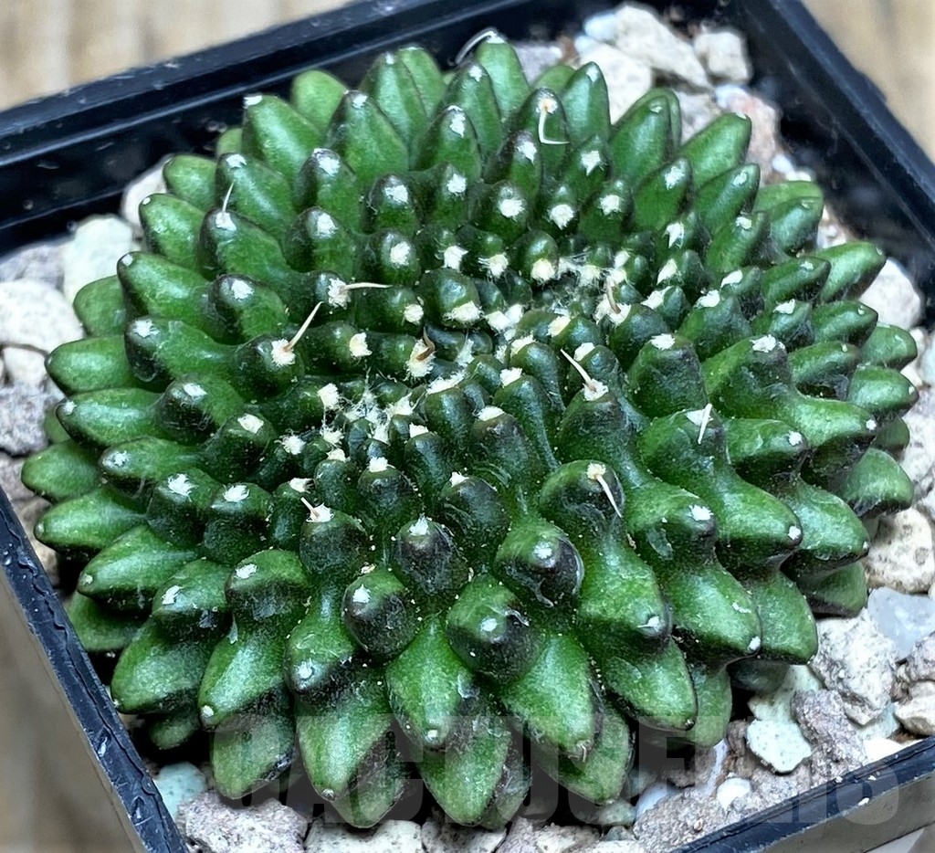 SHPR16644 Gymnocalycium mihanovichii 'Inermis' f. cristata
